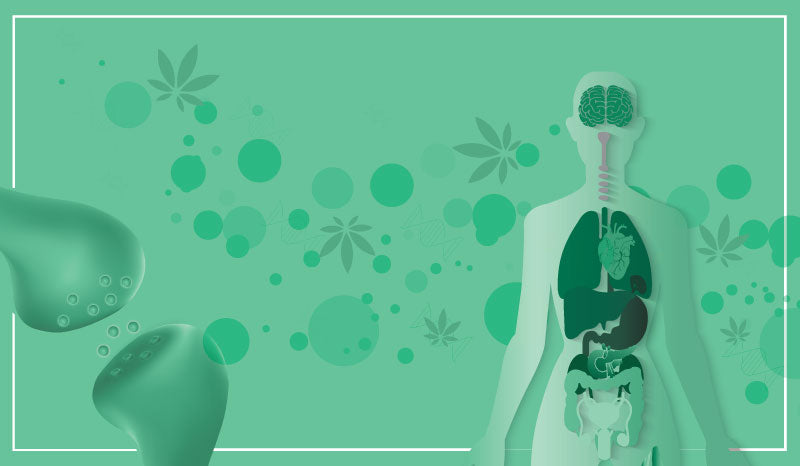 What is the endocannabinoid system and CBD