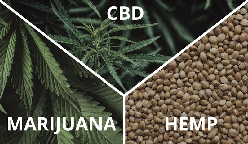 What is the difference between CBD, hemp and marijuana